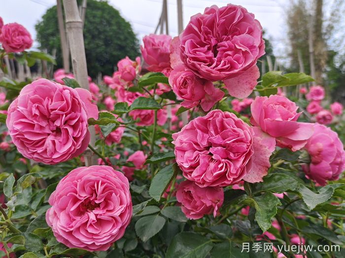 想體驗(yàn)坐擁花海，6款藤本月季助你春花無憂(圖4)