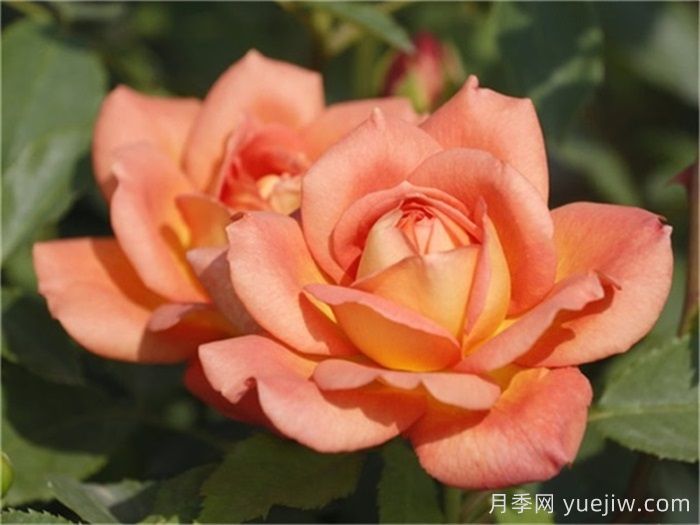 想體驗(yàn)坐擁花海，6款藤本月季助你春花無憂(圖5)