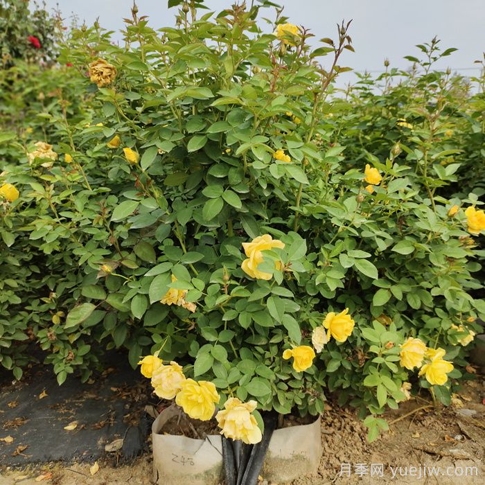 一開花就垂頭，這類月季怎么調(diào)教？(圖1)