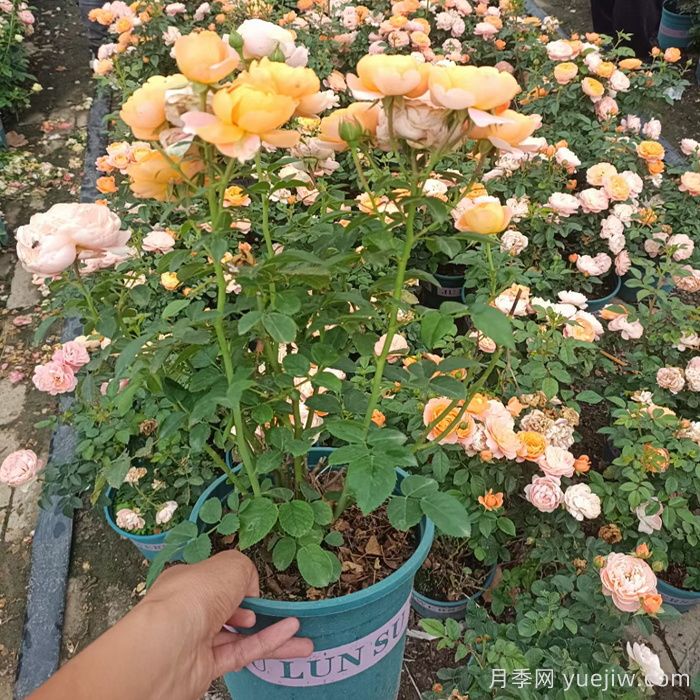 一開花就垂頭，這類月季怎么調(diào)教？(圖2)