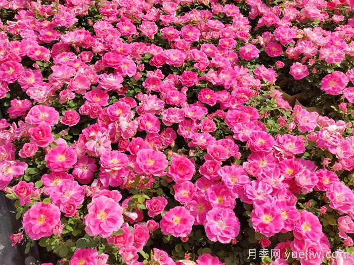 花苞透色和月季花期需要施肥嗎？(圖1)