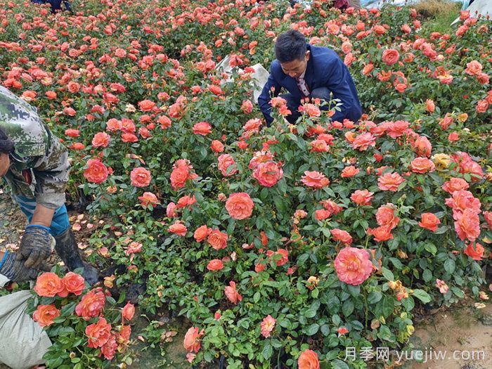 南陽(yáng)石橋2025年?duì)I養(yǎng)缽月季苗上市，工程采購(gòu)正當(dāng)時(shí)(圖3)