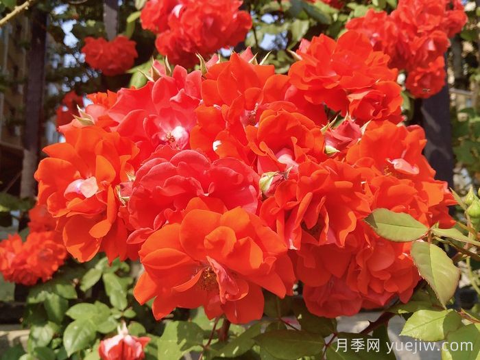 橘紅火焰月季/橘色火焰/橘紅色火焰(圖1)