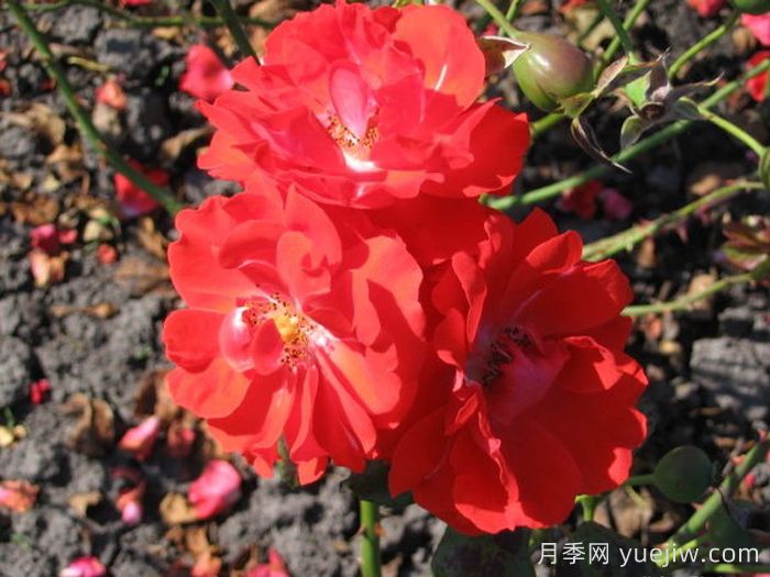 橘紅火焰月季/橘色火焰/橘紅色火焰(圖2)
