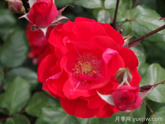 橘紅火焰月季/橘色火焰/橘紅色火焰(圖3)