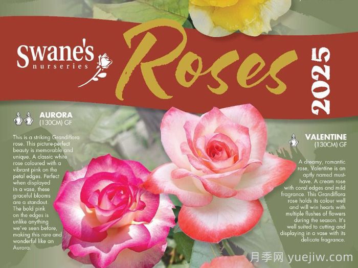 月季育種家：澳大利亞Swanes Nurseries(斯旺月季苗圃)(圖1)