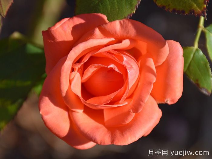 和聲月季/和諧/管弦樂隊(duì)(圖2)