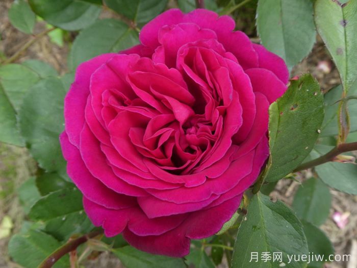 黑莓月季(圖1)