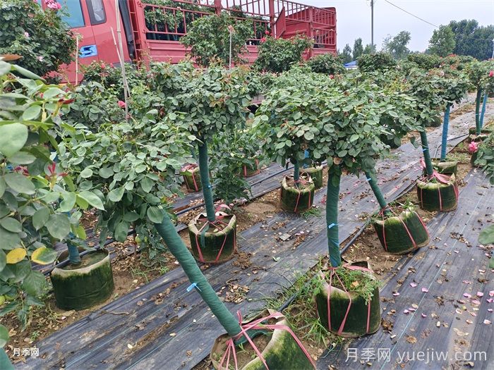樹狀月季一手好貨，樹狀月季基地源頭廠家(圖3)