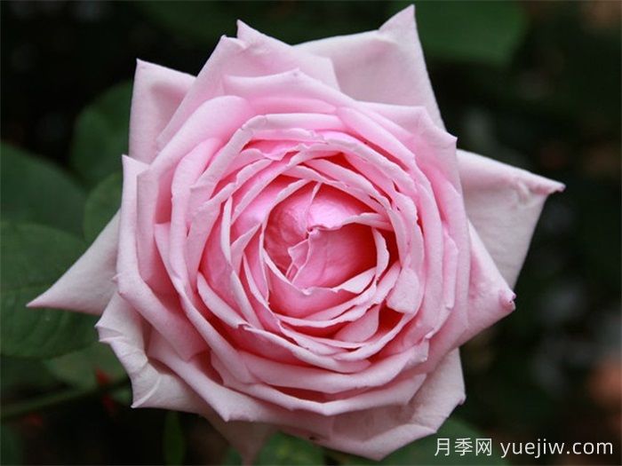 中國(guó)月季四大老種，你識(shí)得幾個(gè)？(圖2)