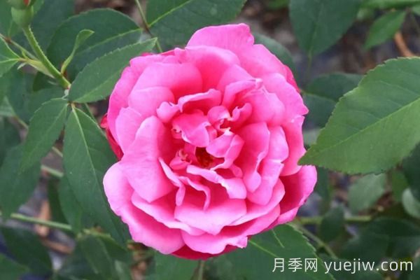 中國(guó)月季四大老種，你識(shí)得幾個(gè)？(圖3)