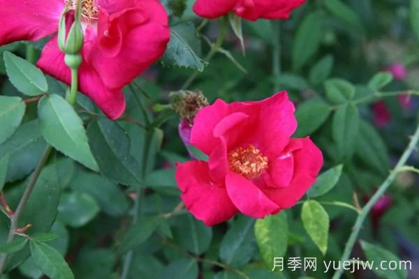 中國(guó)月季四大老種，你識(shí)得幾個(gè)？(圖4)