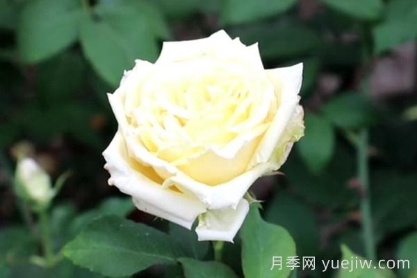 中國(guó)月季四大老種，你識(shí)得幾個(gè)？(圖5)