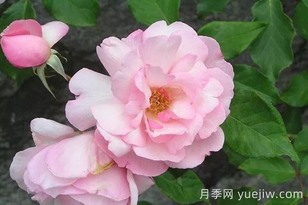 中國(guó)月季四大老種，你識(shí)得幾個(gè)？(圖6)