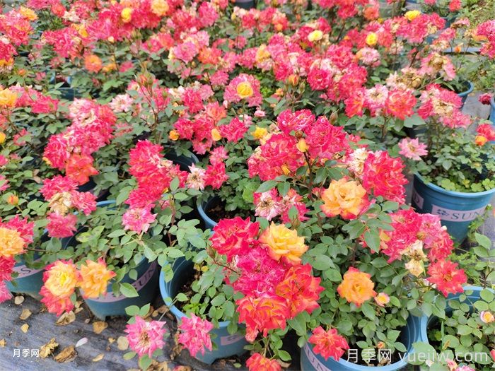 月季花的養(yǎng)殖方法和注意事項(圖2)