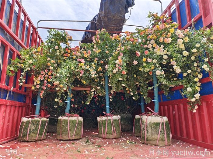 月季花的養(yǎng)殖方法和注意事項(圖3)
