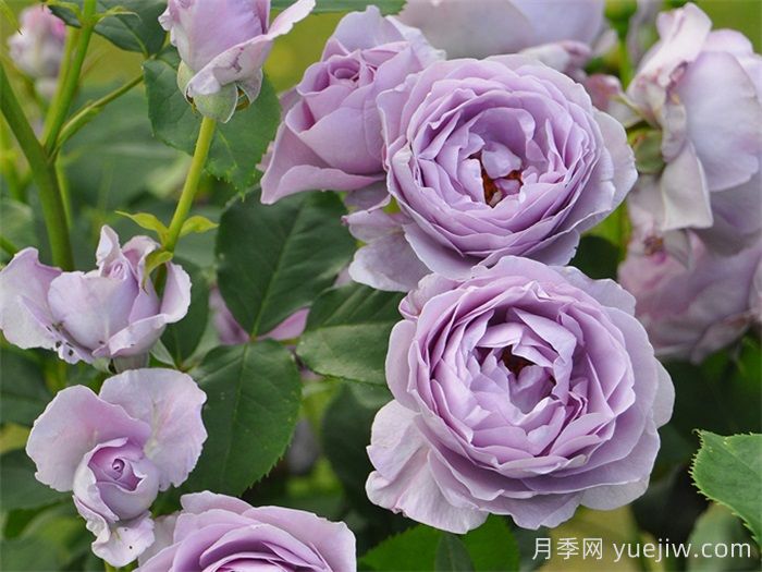 藍色風暴月季/暗戀的心(圖4)