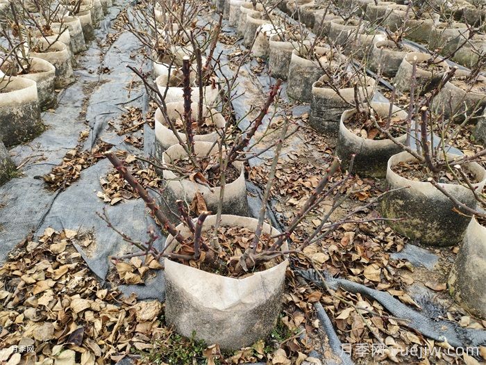 月季花冬天能耐寒零下多少度？(圖1)