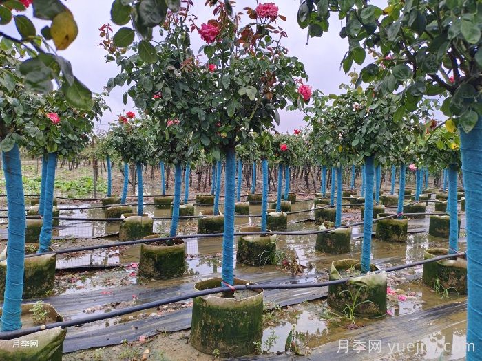 樹狀月季的形態(tài)特征和生態(tài)習(xí)性是什么？(圖1)