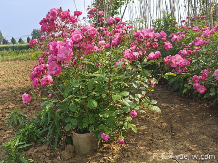 月季花多久澆一次水***合適？(圖1)