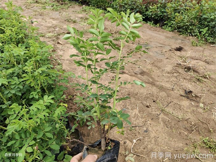 四季玫瑰盆栽苗特點和批發(fā)價格(圖3)