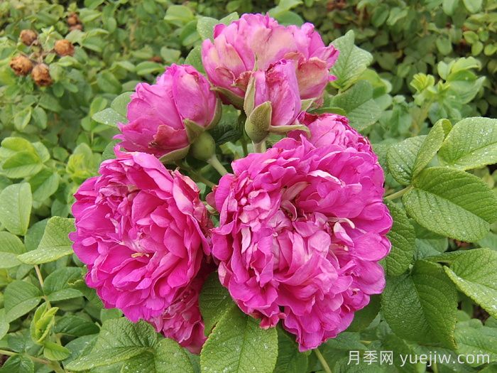 四季玫瑰與月季的差異解析及價格參考(圖1)