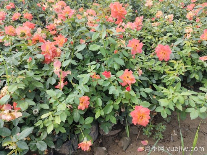 月季苗小不要緊，教你半年長成兩加侖開爆花(圖1)