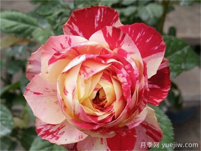 推薦6款條紋月季品種，別致美麗吸引眼球(圖2)