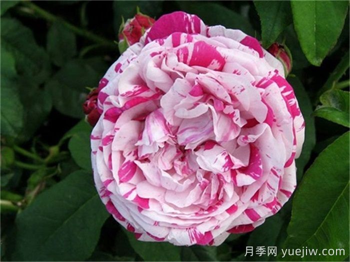 推薦6款條紋月季品種，別致美麗吸引眼球(圖3)