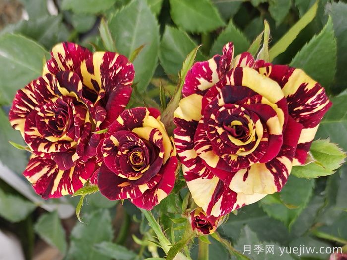 推薦6款條紋月季品種，別致美麗吸引眼球(圖4)