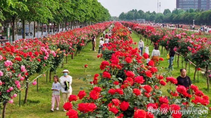 第三屆世界月季博覽會，南陽寶藏月季花打卡點(圖2)