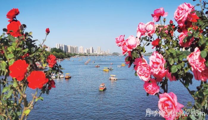 第三屆世界月季博覽會，南陽寶藏月季花打卡點(圖3)