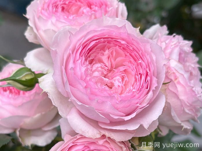 溶溶月月季(圖1)