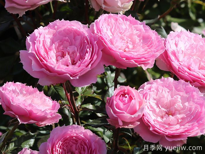 溶溶月月季(圖2)
