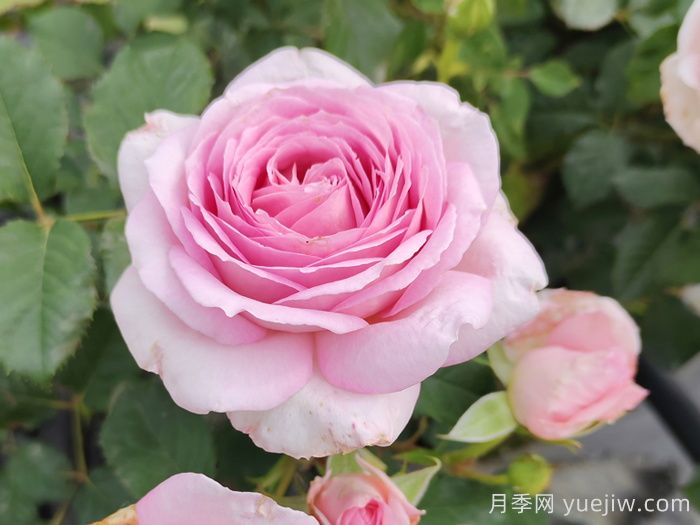 粉黛月季(圖1)