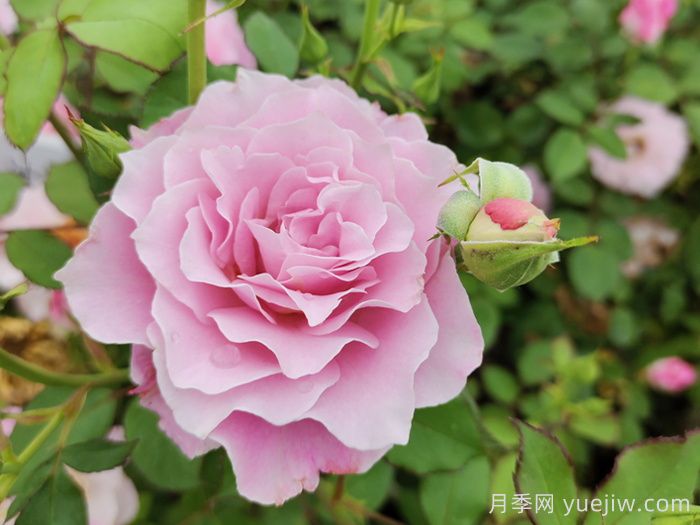 月季花不對版是什么意思？(圖1)