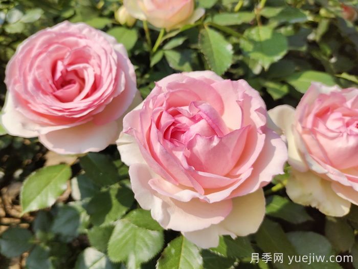 龍沙寶石月季一年能開幾次花？(圖1)