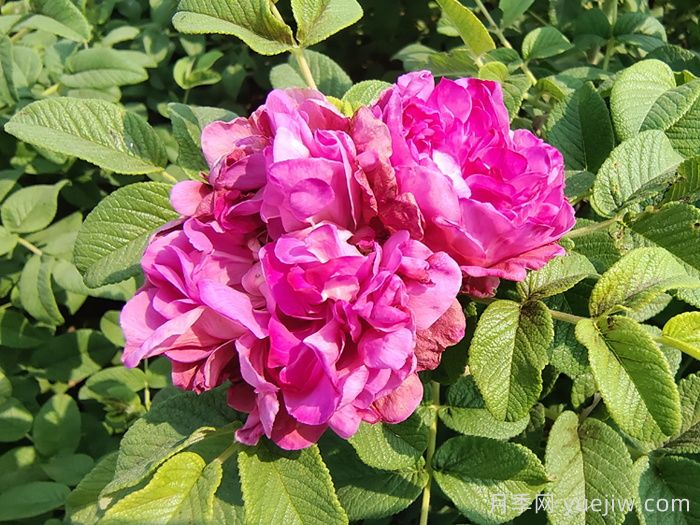 玫瑰、月季、薔薇怎么區(qū)分？你認識真正的月季花嗎？(圖3)