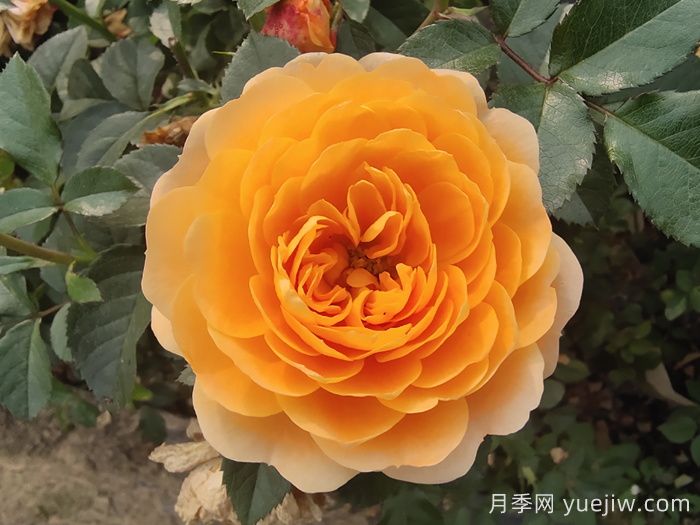 花期長且好養(yǎng)的月季有哪些？必備6個(圖1)