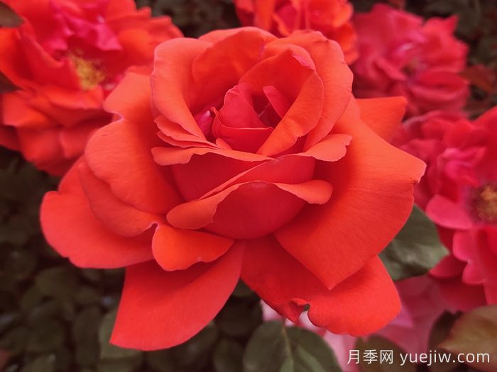 經(jīng)典中國紅！20種紅色月季推薦(圖3)