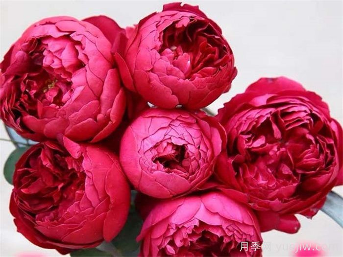 經(jīng)典中國紅！20種紅色月季推薦(圖6)