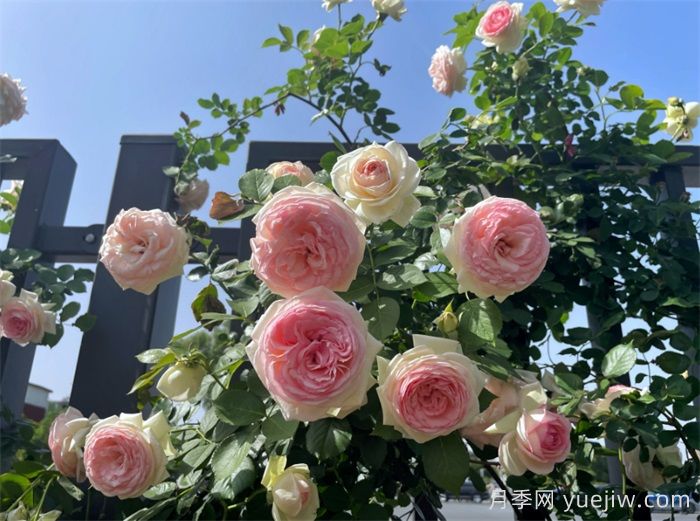 洛陽(yáng)：月季花開(kāi)香滿城，打卡地點(diǎn)送給你(圖3)