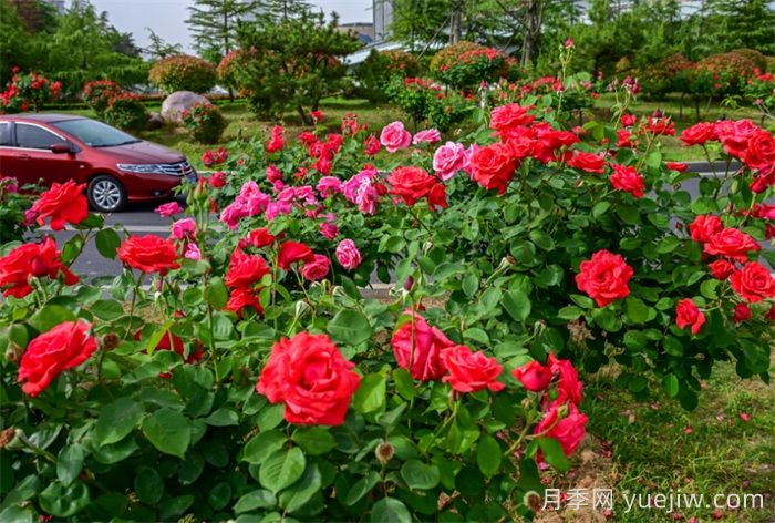 洛陽(yáng)：月季花開(kāi)香滿城，打卡地點(diǎn)送給你(圖4)