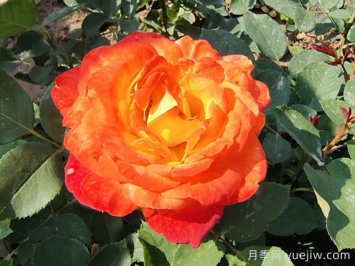 家中常備月季用藥清單，值得收藏！(圖1)