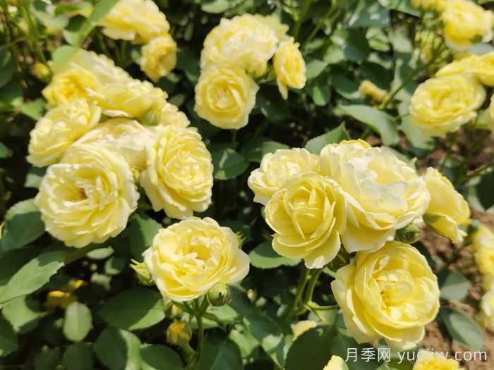 月季不開花，究竟是什么原因造成的呢？(圖1)
