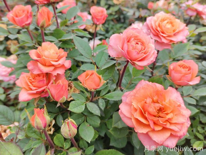 五月份月季花該如何管理？(圖1)