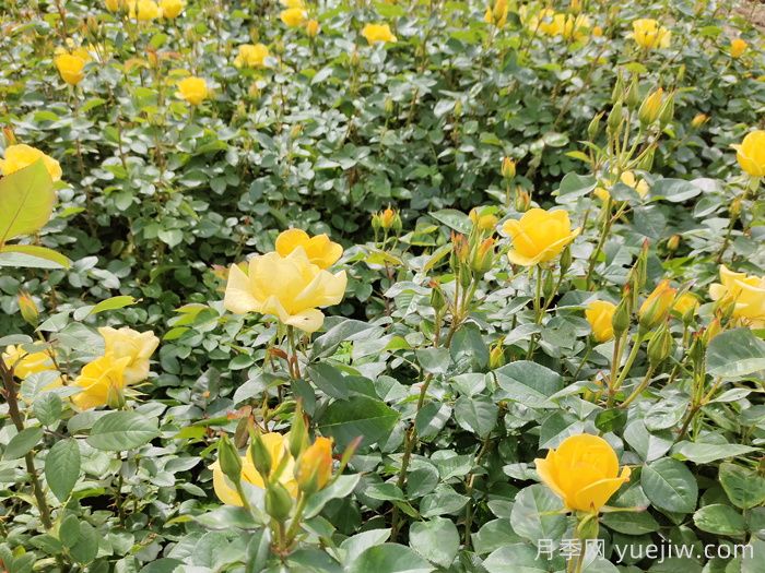 月季不開(kāi)花的真相，很多人**步就錯(cuò)了(圖1)