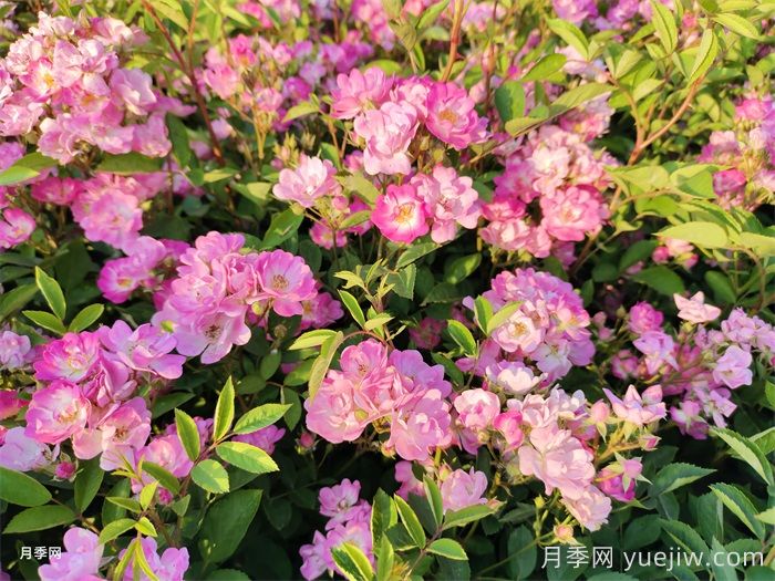 月季不開(kāi)花的真相，很多人**步就錯(cuò)了(圖2)