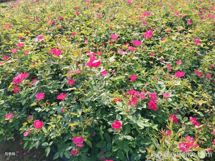 月季只長(zhǎng)枝葉而不開(kāi)花的原因(圖1)