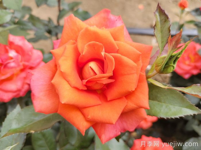 月季花種子怎么種才能苗出的快？(圖1)